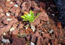 Projeto Ambiental – LIFE VIDALIA já reforça populações de espécies nativas e endémicas dos Açores DR/GACS