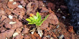 Projeto Ambiental – LIFE VIDALIA já reforça populações de espécies nativas e endémicas dos Açores DR/GACS