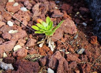 Projeto Ambiental – LIFE VIDALIA já reforça populações de espécies nativas e endémicas dos Açores DR/GACS