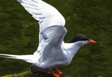 Censo 2020 – Açores registam 7.950 aves nidificantes DR/GACS