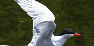 Censo 2020 – Açores registam 7.950 aves nidificantes DR/GACS