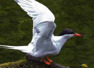 Censo 2020 – Açores registam 7.950 aves nidificantes DR/GACS