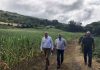 Governo dos Açores pronto para apoiar os produtores de milho forrageiro no Pico se continuar sem chover DR/GACS
