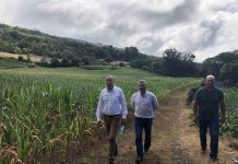 Governo dos Açores pronto para apoiar os produtores de milho forrageiro no Pico se continuar sem chover DR/GACS