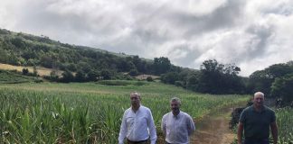 Governo dos Açores pronto para apoiar os produtores de milho forrageiro no Pico se continuar sem chover DR/GACS