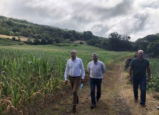 Governo dos Açores pronto para apoiar os produtores de milho forrageiro no Pico se continuar sem chover DR/GACS