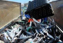 Baixo consumo de peixe durante gravidez pode afetar neurodesenvolvimento das crianças