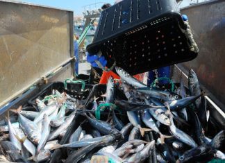 Baixo consumo de peixe durante gravidez pode afetar neurodesenvolvimento das crianças