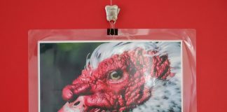 EXPOSIÇÃO ‘MISTÉRIOS DA ILHA’ MOSTRA O PICO EM FOTOGRAFIA