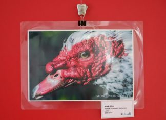 EXPOSIÇÃO ‘MISTÉRIOS DA ILHA’ MOSTRA O PICO EM FOTOGRAFIA