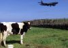Lajes: Trabalhadores a termo integrados ou com contratos melhorados