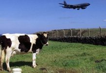 Lajes: Trabalhadores a termo integrados ou com contratos melhorados