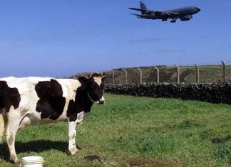 Lajes: Trabalhadores a termo integrados ou com contratos melhorados