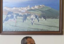Governo dos Açores abre nova fase de candidaturas à reconversão de explorações leiteiras em carne de bovino na ilha de São Miguel DR/GACS