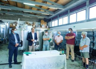 Candidaturas da Terceira aprovadas no VITIS vão permitir recuperar mais 16 hectares de vinha DR/GACS