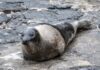 Faial – Foca-da-Gronelândia avistada na Praia do Almoxarife, Castelo Branco e Porto Pim