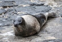 Faial – Foca-da-Gronelândia avistada na Praia do Almoxarife, Castelo Branco e Porto Pim