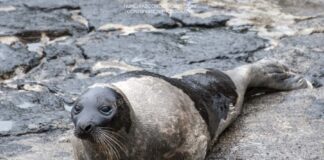 Faial – Foca-da-Gronelândia avistada na Praia do Almoxarife, Castelo Branco e Porto Pim
