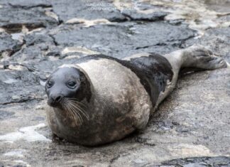 Faial – Foca-da-Gronelândia avistada na Praia do Almoxarife, Castelo Branco e Porto Pim