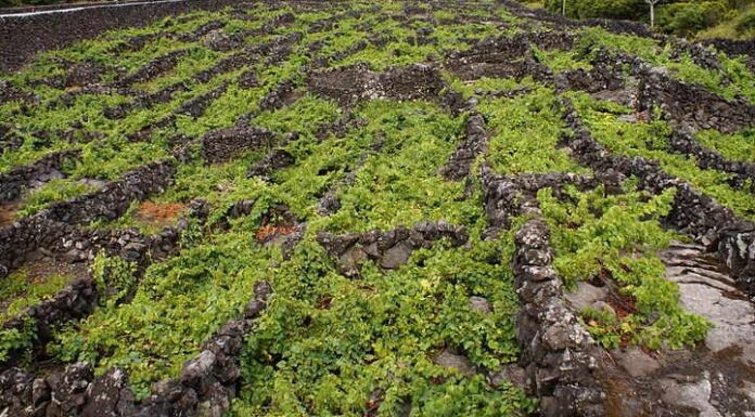 Luz verde para criação do Instituto do Vinho e da Vinha DR/CDU
