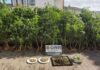 GNR apreende de 60 plantas de cannabis na Terceira