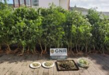 GNR apreende de 60 plantas de cannabis na Terceira