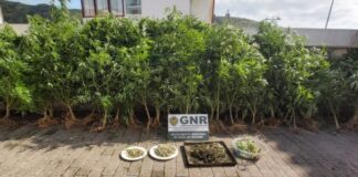 GNR apreende de 60 plantas de cannabis na Terceira
