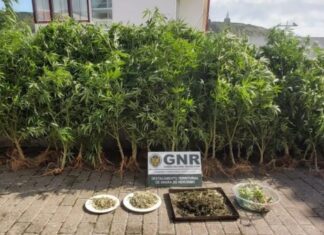 GNR apreende de 60 plantas de cannabis na Terceira