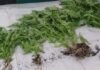 Ilha de Santa Maria – Apreensão de 12 plantas de cannabis