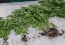 Ilha de Santa Maria – Apreensão de 12 plantas de cannabis