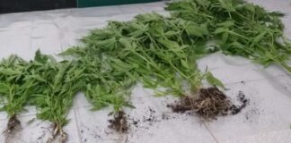 Ilha de Santa Maria – Apreensão de 12 plantas de cannabis