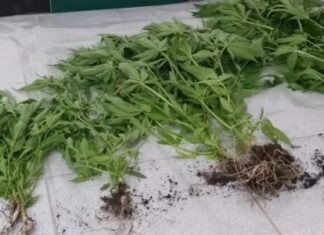 Ilha de Santa Maria – Apreensão de 12 plantas de cannabis