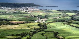 Governo dos Açores vai continuar a investir no mercado agrícola da Terceira para torná-lo ainda mais atrativo, afirma João Ponte DR