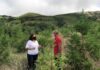 Apoios do PRORURAL+ contribuíram para florestar 91 hectares de terrenos agrícolas nos Açores DR/GACS