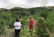 Apoios do PRORURAL+ contribuíram para florestar 91 hectares de terrenos agrícolas nos Açores DR/GACS