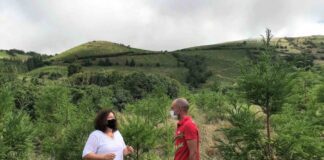 Apoios do PRORURAL+ contribuíram para florestar 91 hectares de terrenos agrícolas nos Açores DR/GACS