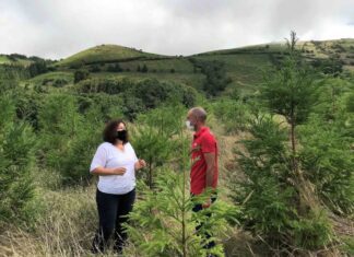 Apoios do PRORURAL+ contribuíram para florestar 91 hectares de terrenos agrícolas nos Açores DR/GACS