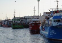Comissão Europeia – Governo propõe aumento de 5% da quota de goraz e das quotas de voador e rabilho DR