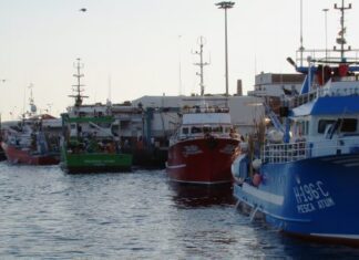Comissão Europeia – Governo propõe aumento de 5% da quota de goraz e das quotas de voador e rabilho DR