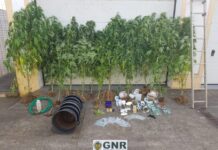 Ilha das Flores – Desmantelada estufa de cannabis artesanal DR/GNR