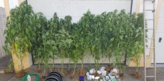 Ilha das Flores – Desmantelada estufa de cannabis artesanal DR/GNR