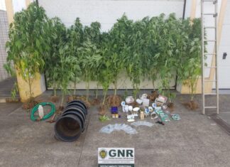 Ilha das Flores – Desmantelada estufa de cannabis artesanal DR/GNR