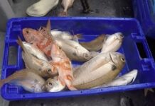 Economia – Primeira venda de pescado rende cerca de 8,5 milhões de euros nos meses de julho e agosto DR