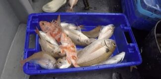 Economia – Primeira venda de pescado rende cerca de 8,5 milhões de euros nos meses de julho e agosto DR