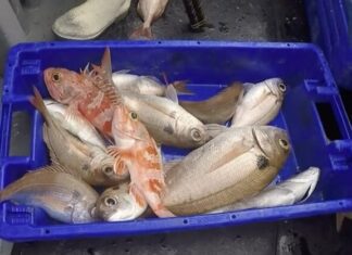 Economia – Primeira venda de pescado rende cerca de 8,5 milhões de euros nos meses de julho e agosto DR