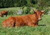 Certificação da Carne Ramo Grande como DOP a caminho da aprovação pela Comissão Europeia DR