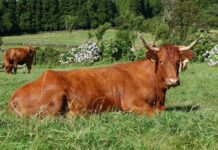 Certificação da Carne Ramo Grande como DOP a caminho da aprovação pela Comissão Europeia DR