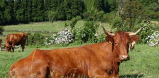Certificação da Carne Ramo Grande como DOP a caminho da aprovação pela Comissão Europeia DR