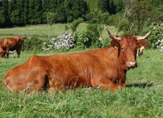 Certificação da Carne Ramo Grande como DOP a caminho da aprovação pela Comissão Europeia DR
