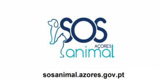 Governo Regional disponibiliza plataforma online ‘SOS Animal Açores’ para agilizar denúncias de maus tratos DR/GACS